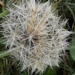 Scorzoneroides autumnalis Fruit