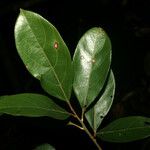 Rhodostemonodaphne saulensis Leaf