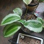 Calathea picturata Lehti