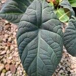 Alocasia baginda Levél