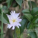 Pinaropappus roseus Blomma