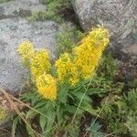 Solidago virgaurea Floro