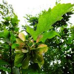 Acer tataricum Fruit