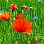 Papaver rhoeas Flower