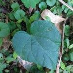 Ipomoea obscura Leaf