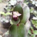 Tradescantia cerinthoides Flower