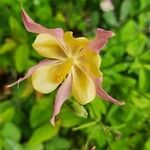 Aquilegia pubescens Flower