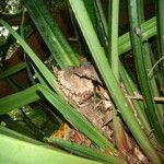 Pandanus clandestinus Hábito
