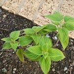 Salvia tiliifolia Leaf