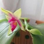 Phalaenopsis violacea 花