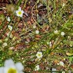 Androsace septentrionalis Flor