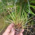 Tillandsia punctulata Levél