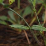 Tuberaria lignosa Blatt