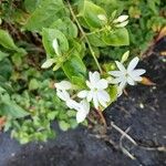 Jasminum multiflorumFlower