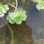 Ranunculus peltatus Leaf