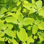 Coleus barbatus Leht