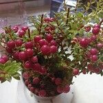 Gaultheria mucronata Folha