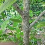 Stewartia ovata Bark