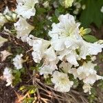 Rhododendron alabamense Blomma