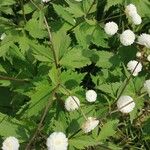 Ranunculus aconitifolius Blad