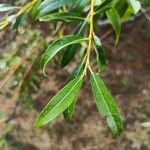 Salix acutifolia Hoja