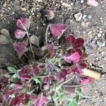 Oxalis purpurea Blad