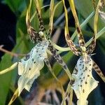 Brassia arachnoidea ফুল