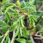 Chamaecrista fallacina Leaf