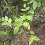 Carissa spinarum Leaf