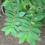 Muntingia calabura Leaf