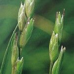 Danthonia decumbens Květ