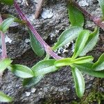 Saponaria ocymoides Folha