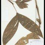 Bactris simplicifrons Folio