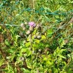 Cirsium arvenseFlower