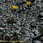 Pilosella corymbuloides Libunga