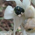 Ornithogalum arabicum Fruit