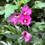 Hibiscus syriacusFlower