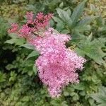 Filipendula rubra Flor