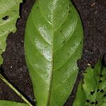 Tricalysia amplexicaulis Leaf