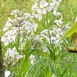 Hesperis matronalis आदत