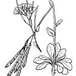 Arabis bellidifolia Ostatní