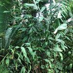 Ceratozamia hildae 整株植物