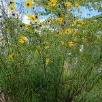 Helianthus salicifolius ശീലം