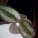 Tradescantia zebrina Blad