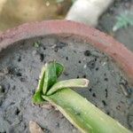 Aloe officinalis Lapas