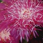 Stokesia laevis Flower