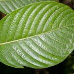 Psychotria luxurians Лист