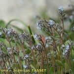 Myosotis minutiflora Libunga