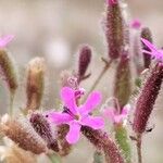 Saponaria calabrica