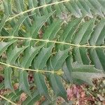 Mahonia fortunei Лист